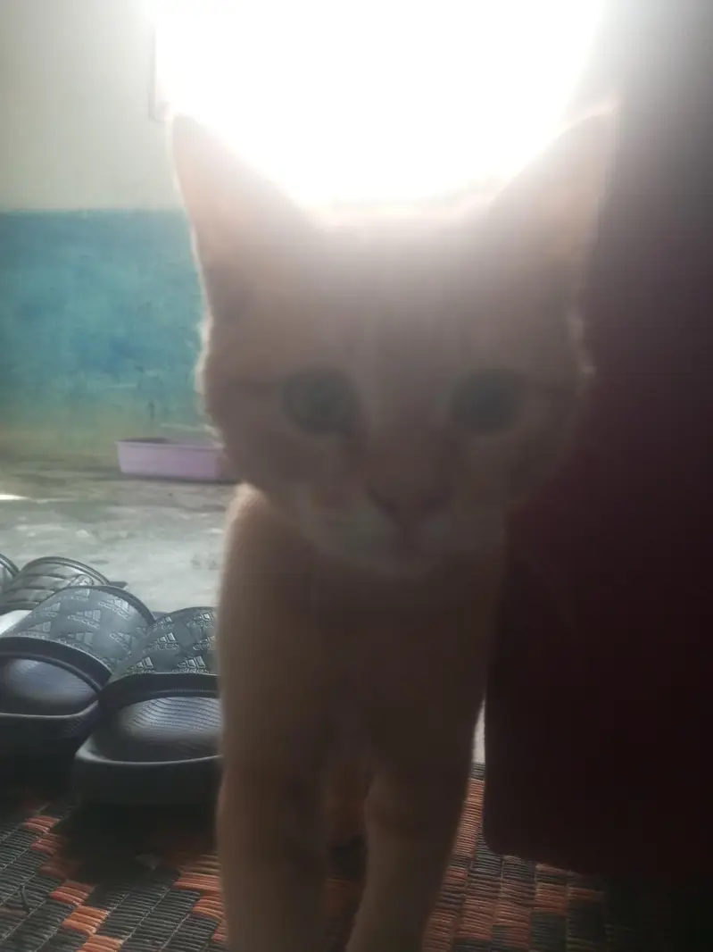 3-4 month old kitten female free — photo 4