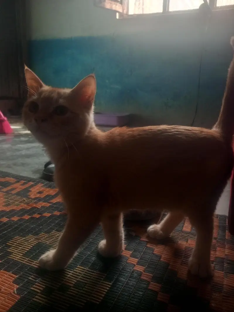 3-4 month old kitten female free — photo 5