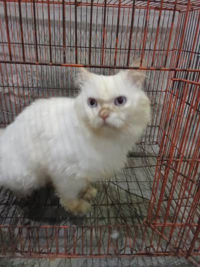 prison cat