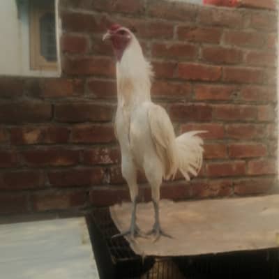 White dragon chicks for sale