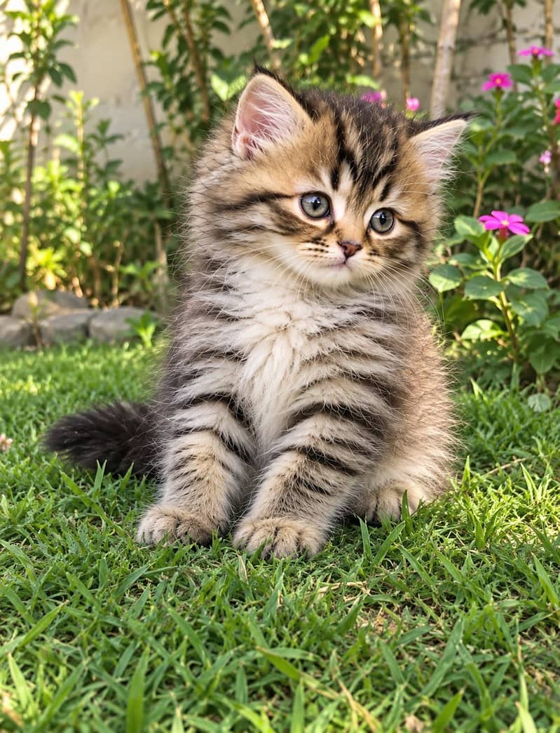Kittens 3