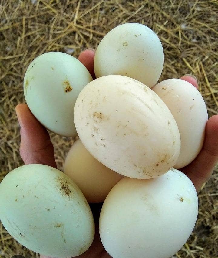 duck eggs 0