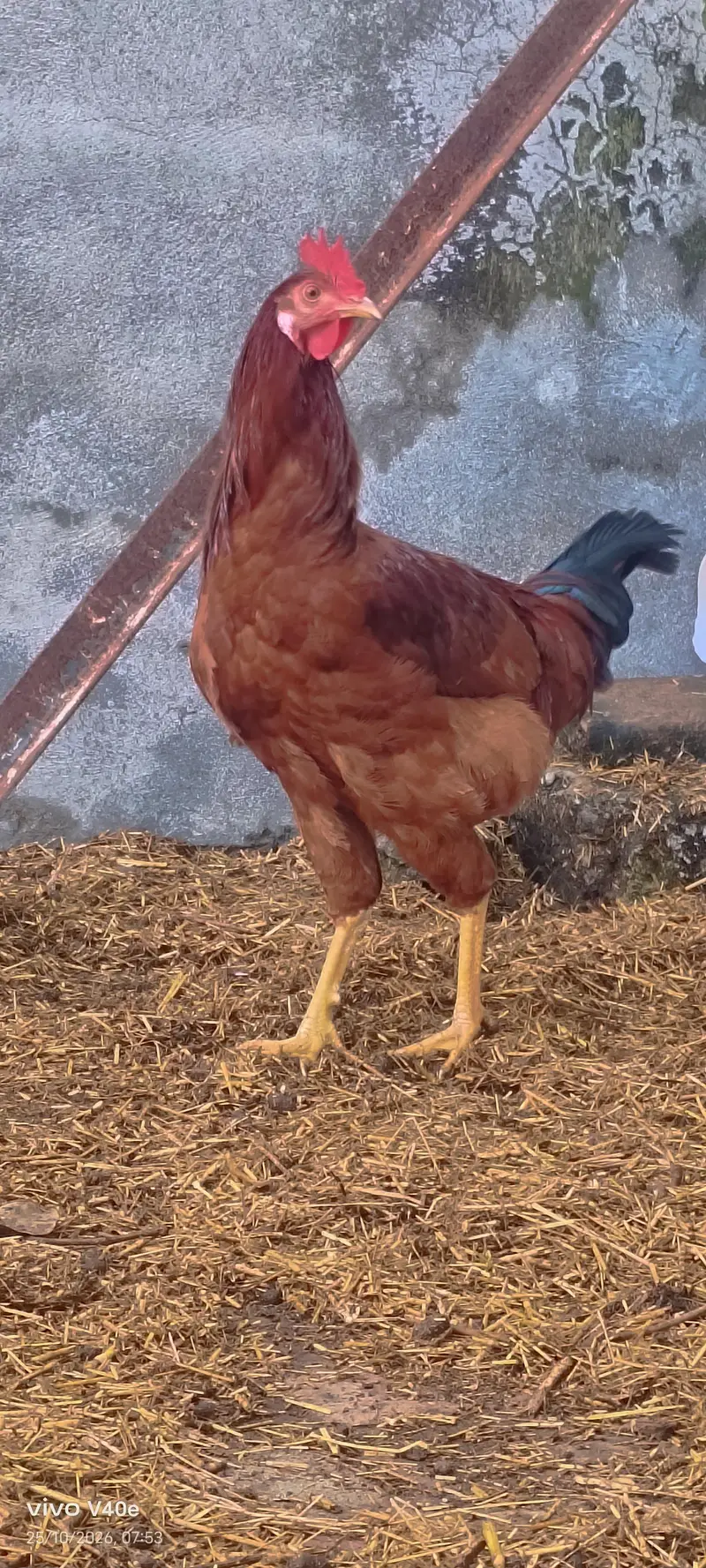 3 golden murghy for sale
