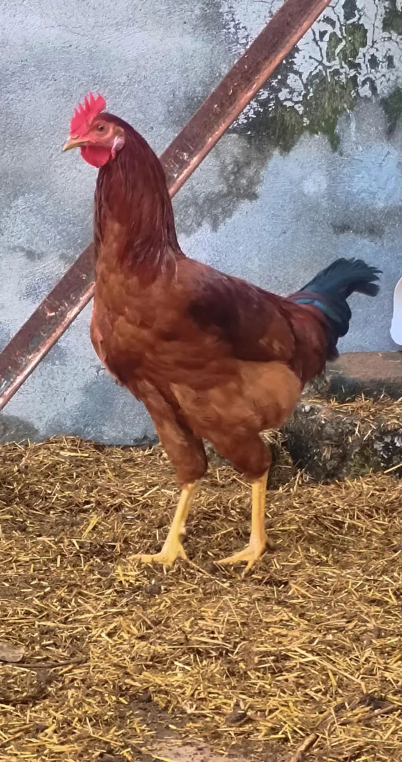 3 golden murghy for sale — photo 2