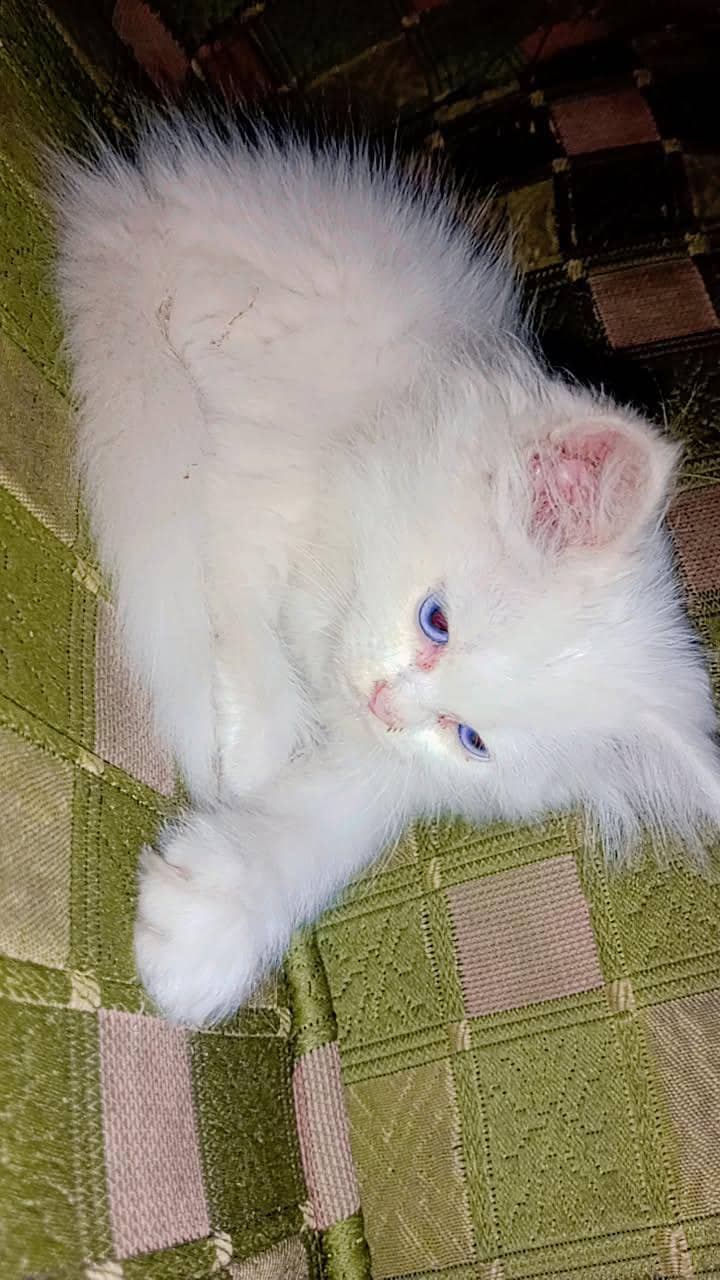 snowy cat 0
