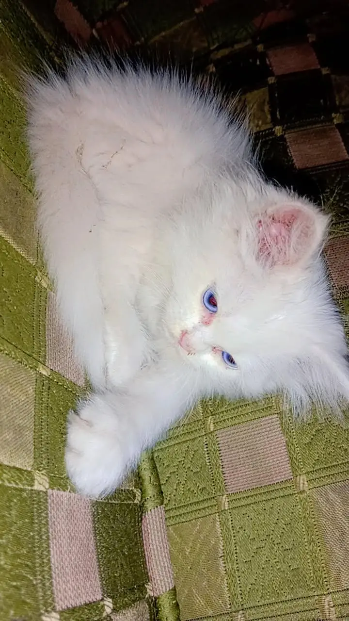 snowy cat