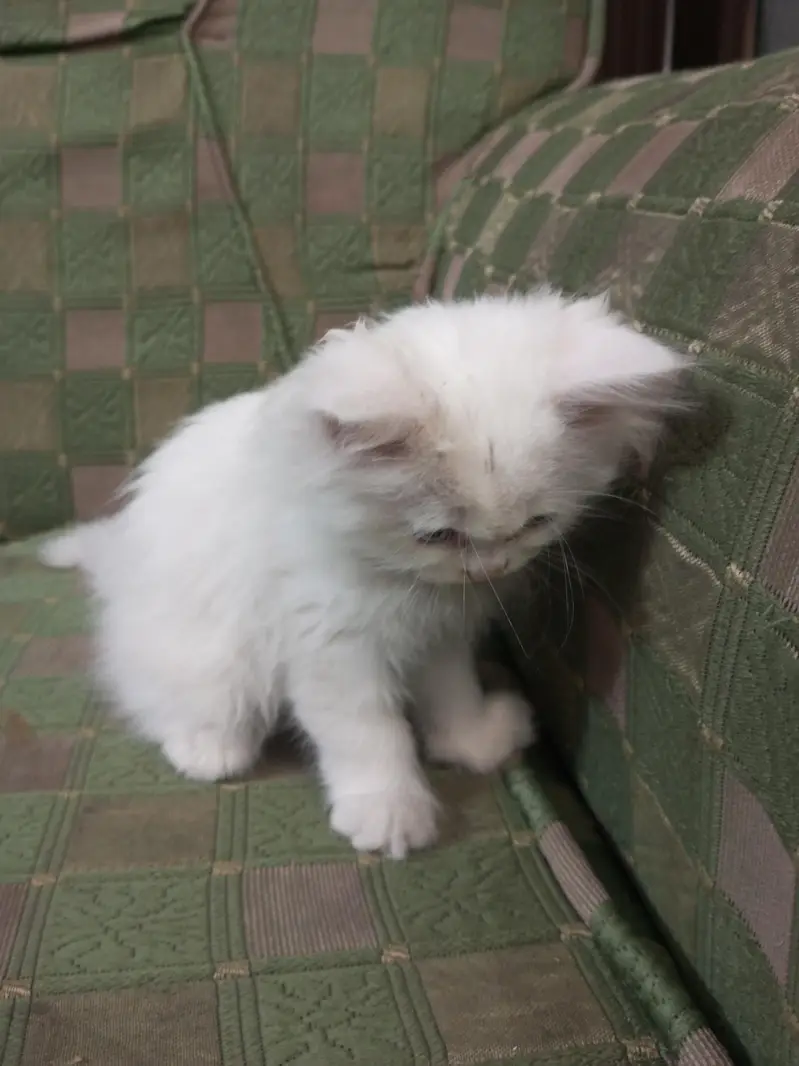 snowy cat — photo 2