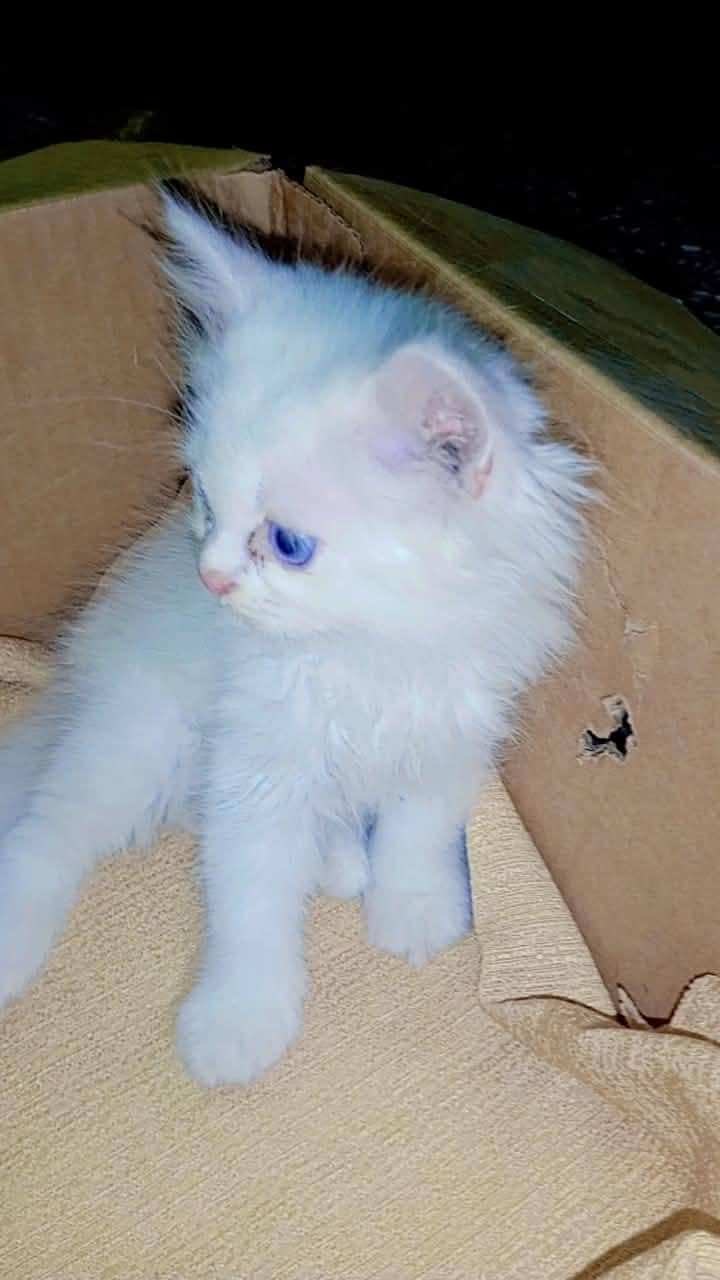 snowy cat 2