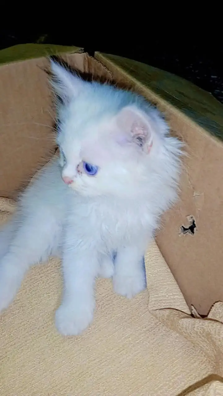 snowy cat — photo 3