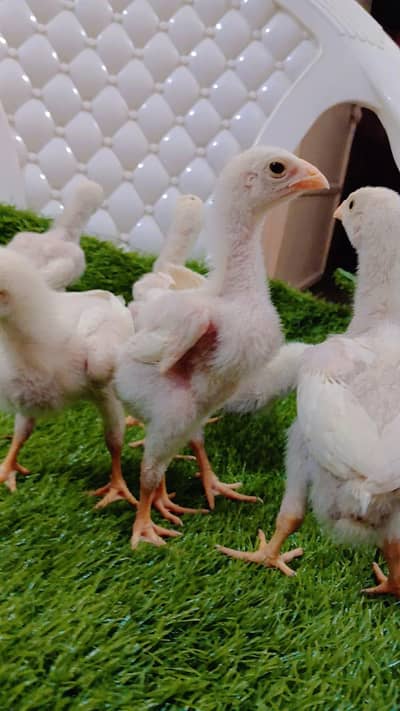 King Shamo 6 chicks For Sale