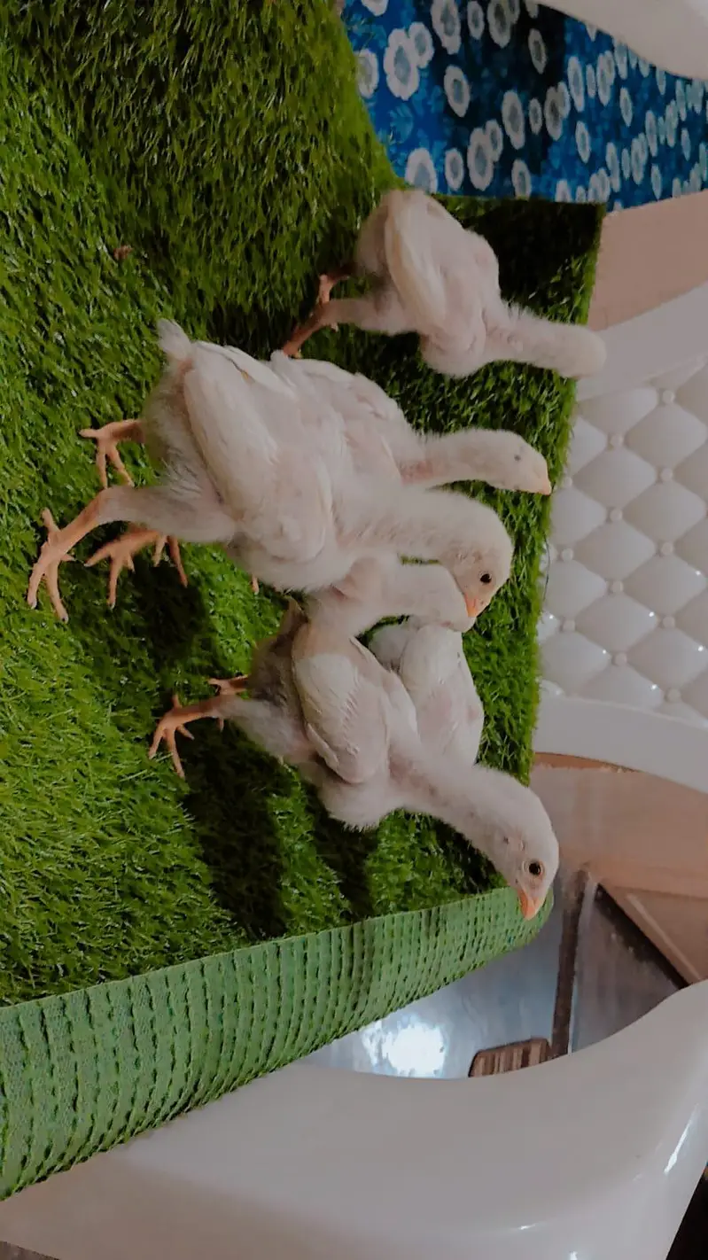 King Shamo 6 chicks For Sale — photo 2