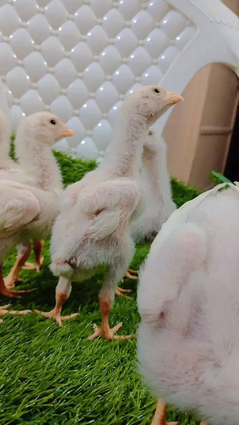 King Shamo 6 chicks For Sale — photo 3