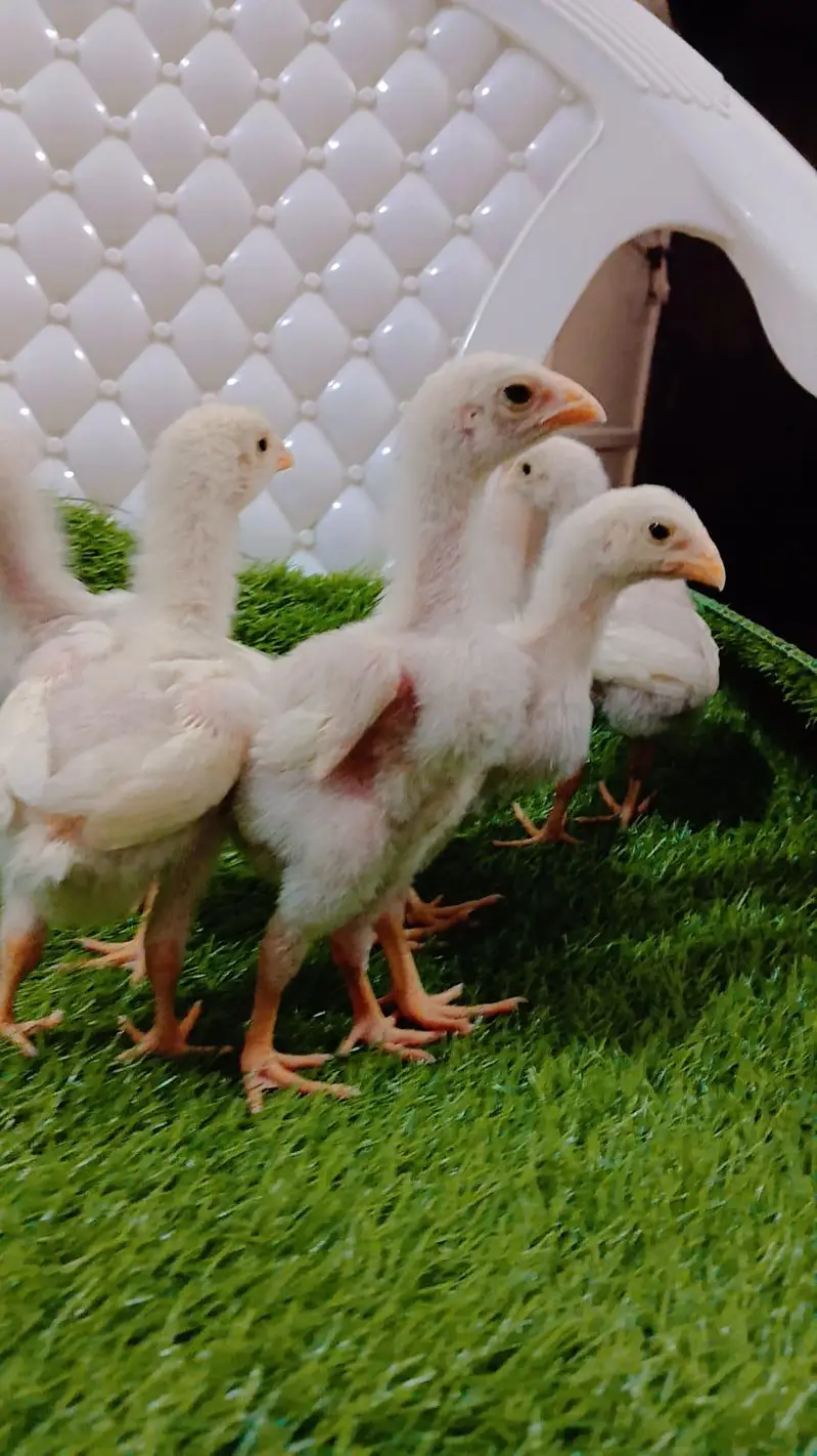King Shamo 6 chicks For Sale — photo 4