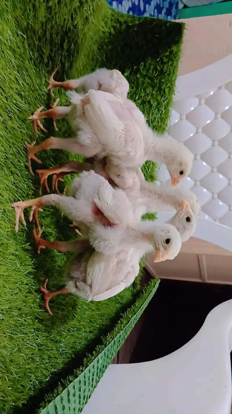 King Shamo 6 chicks For Sale — photo 5