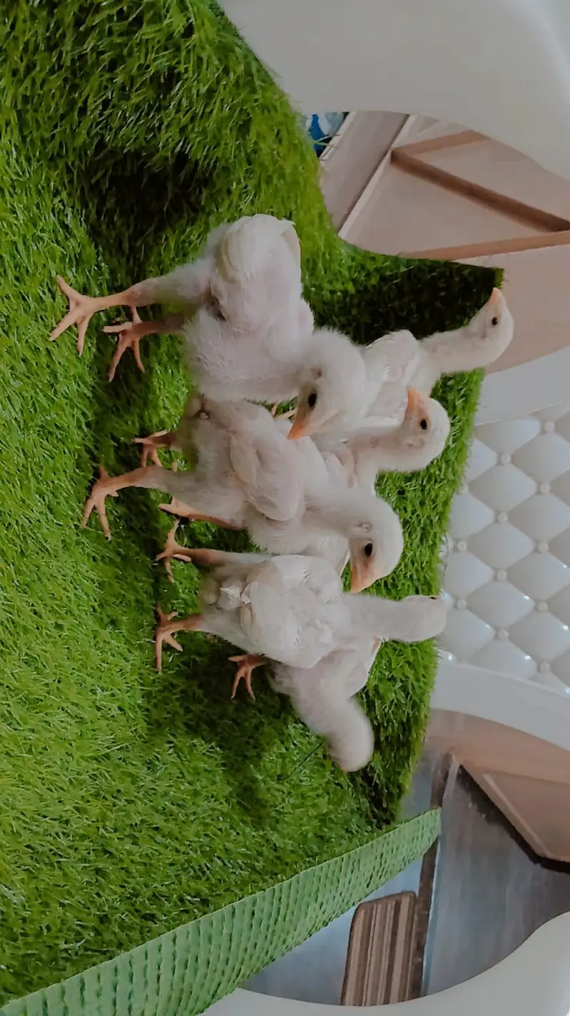 King Shamo 6 chicks For Sale — photo 6