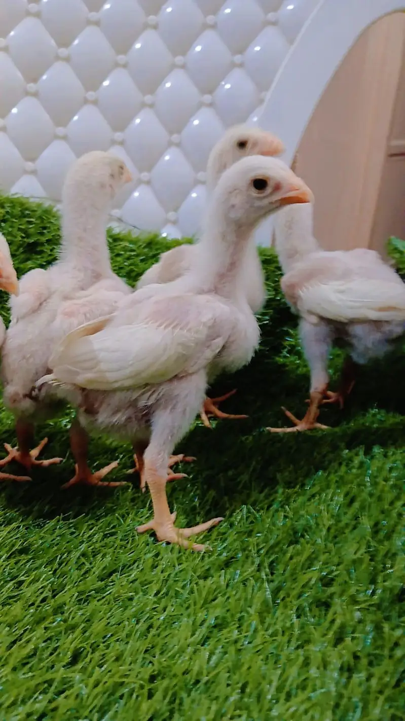 King Shamo 6 chicks For Sale — photo 7