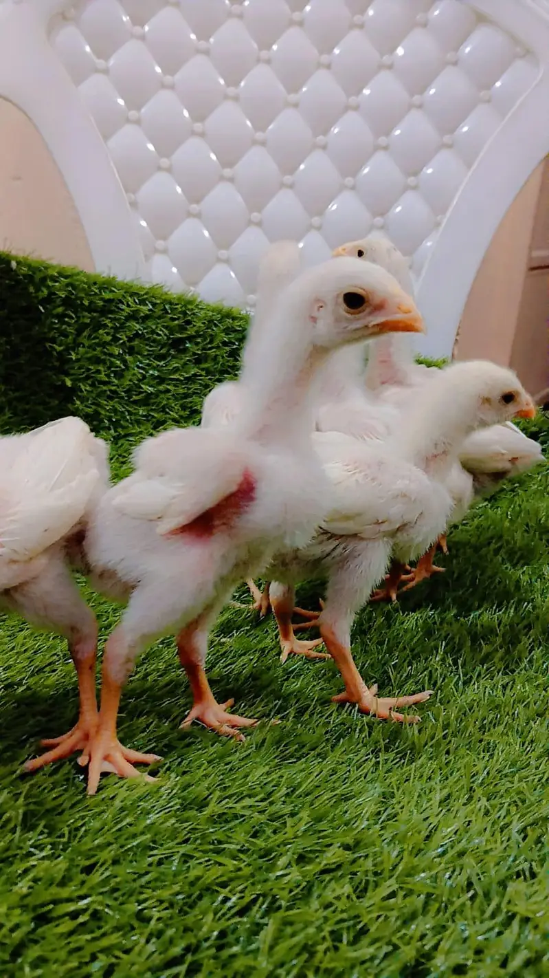 King Shamo 6 chicks For Sale — photo 9