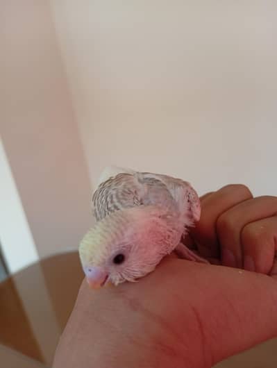 Budgie chick for handtame) It's On Hand feed