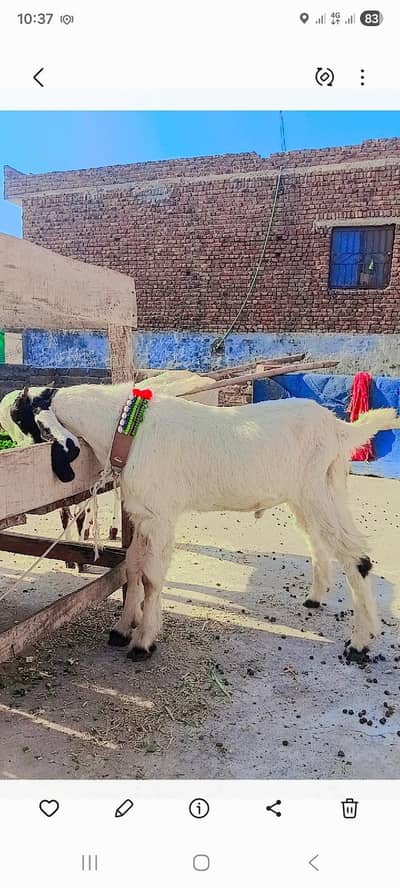 goat male MASHAALLAH healthy and active finl 27500