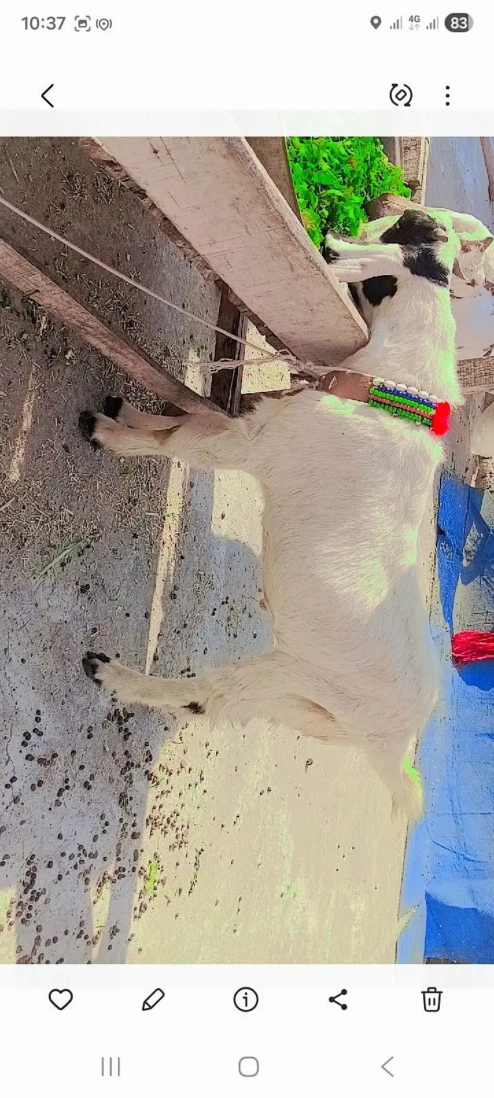 goat male MASHAALLAH healthy and active finl 27500 — photo 2
