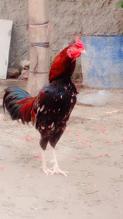 pure Desi home bread  kurk hens