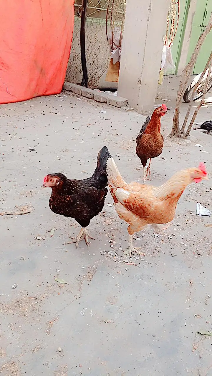 pure Desi home bread  kurk hens — photo 2