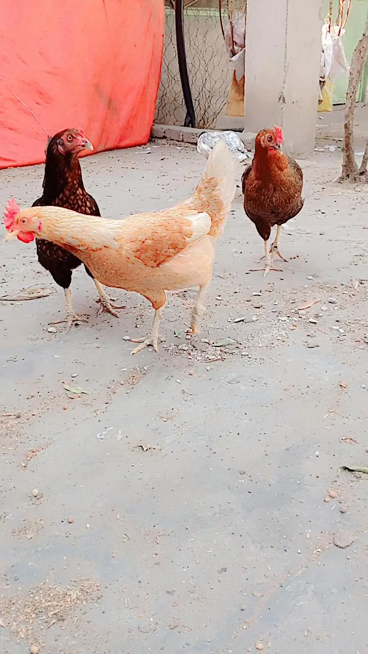pure Desi home bread  kurk hens — photo 3