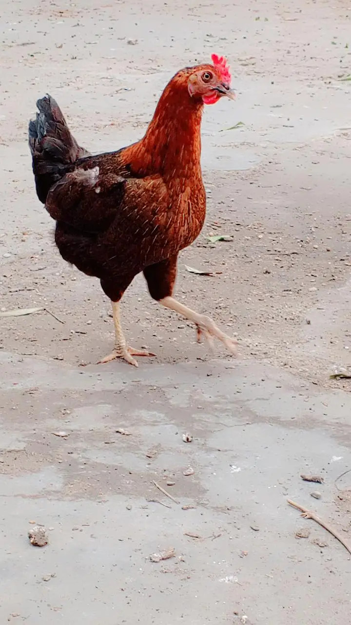 pure Desi home bread  kurk hens — photo 4
