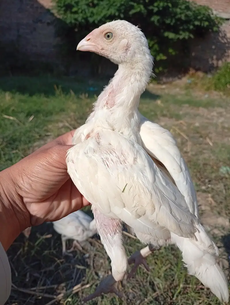 heera aseel checks
