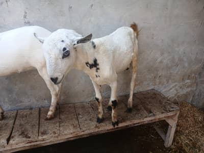 for sale goat