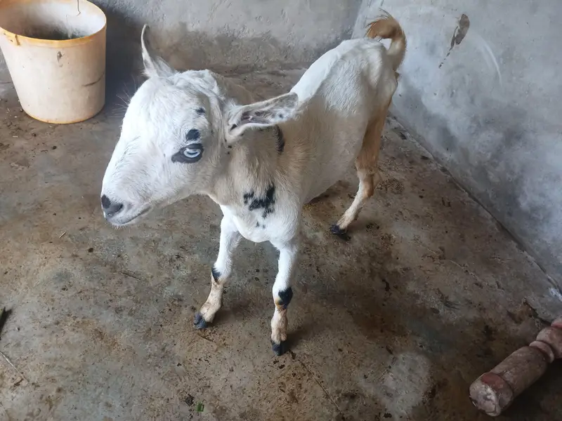 for sale goat — photo 4
