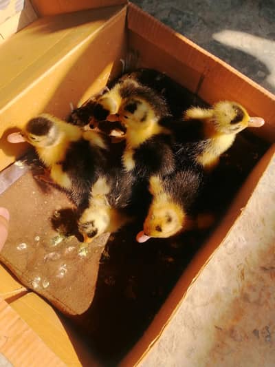 duck bady sale only serious buyer contacts
