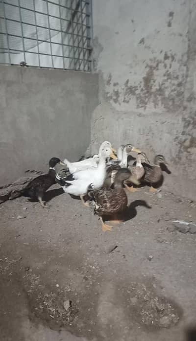 ducks for sale