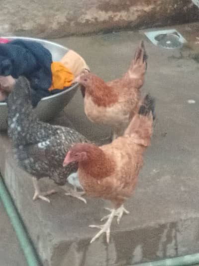 Andy wali hens