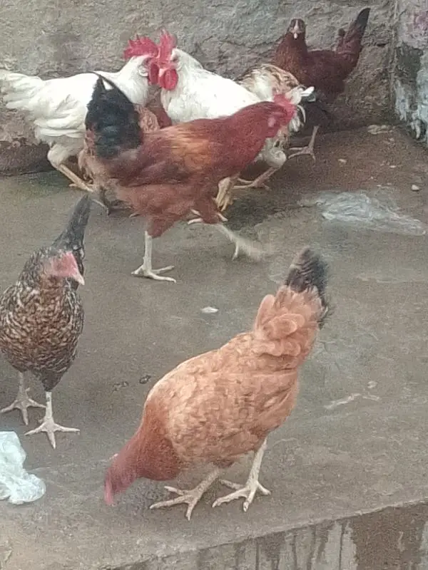 Andy wali hens — photo 2