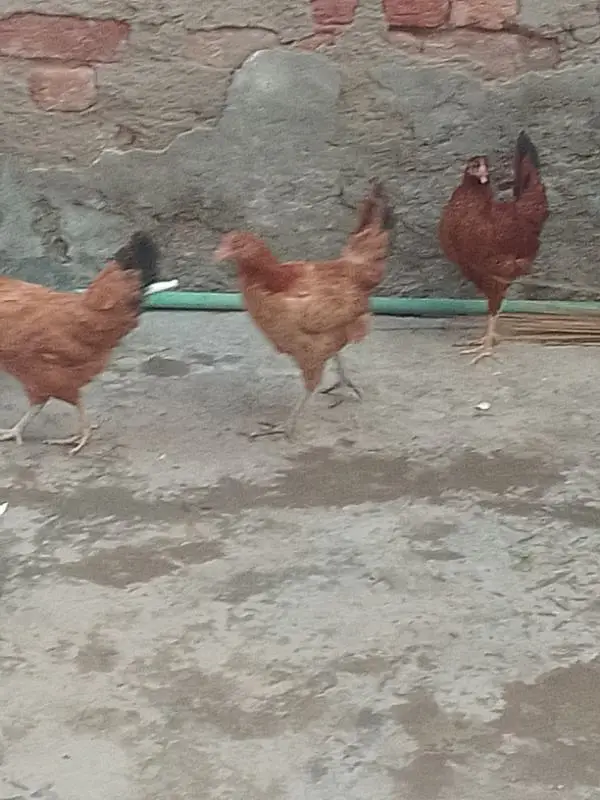 Andy wali hens — photo 5