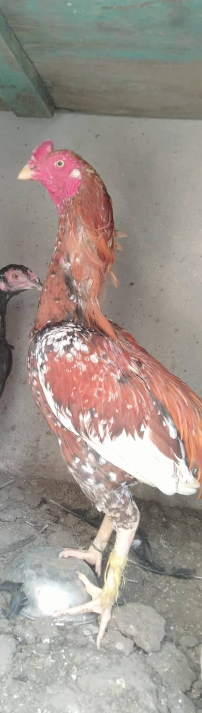 Aseel home breed