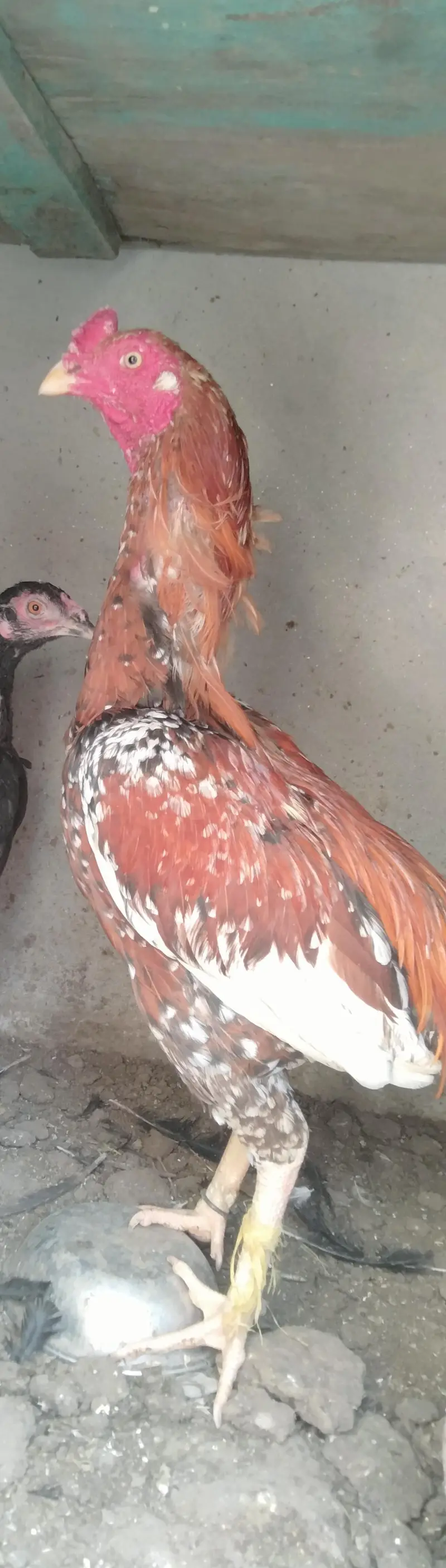 Aseel home breed