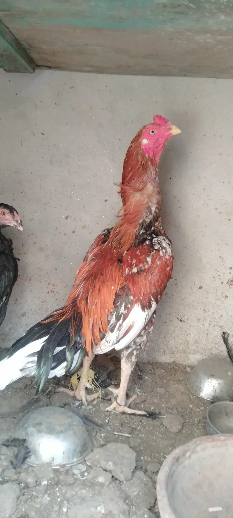 Aseel home breed — photo 3