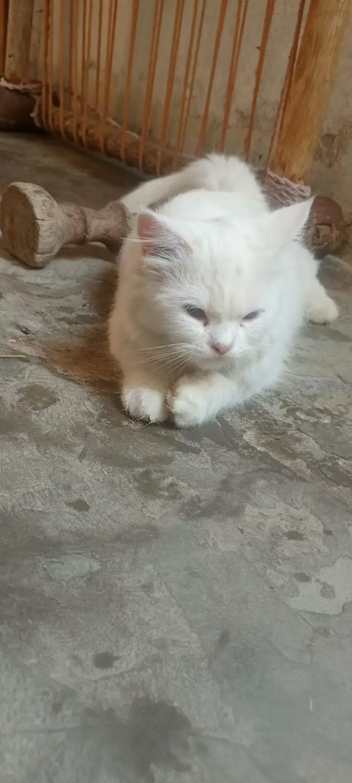The Persian cat and beautiful cat white colour triple code long hair