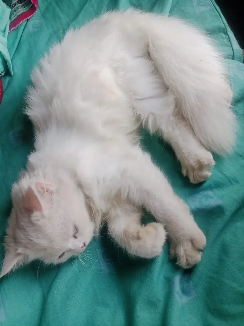 The Persian cat and beautiful cat white colour triple code long hair — photo 2