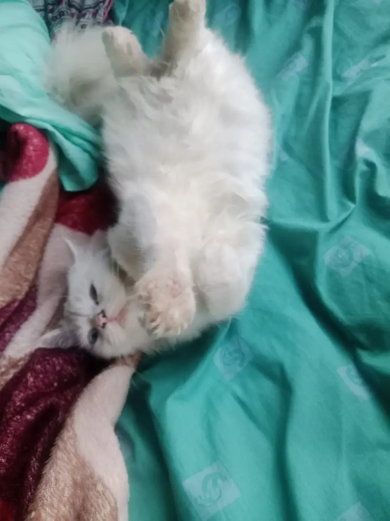 The Persian cat and beautiful cat white colour triple code long hair — photo 3