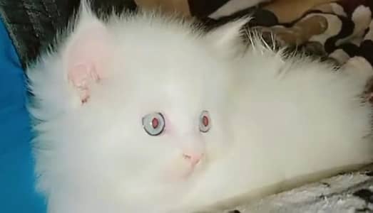 Persian kitten triple coat