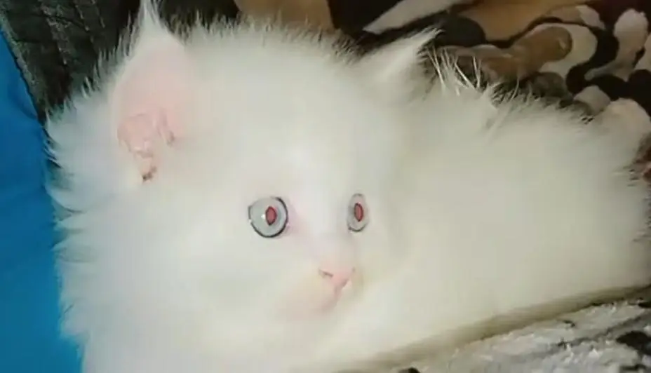 Persian kitten triple coat