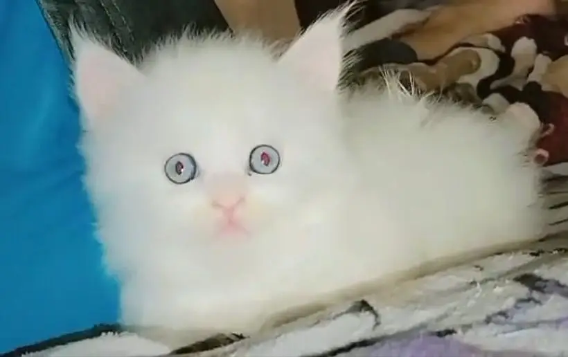 Persian kitten triple coat — photo 2