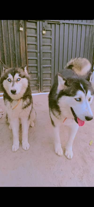 Husky Pair And one puppy