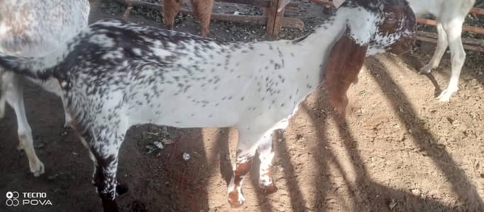 makhi cheeni breed