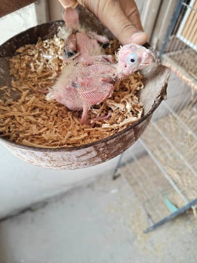 Coaktail Chicks Available for Handtame Purpose