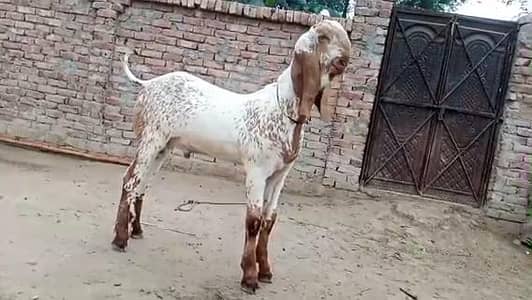desi Bakra for sale call