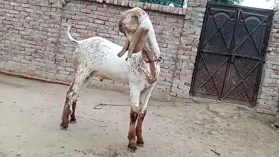 desi Bakra for sale call — photo 3